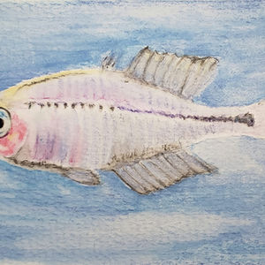 #258 Bleher's Blue-eye
