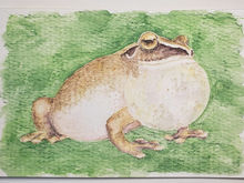 #119 Amboli Bush Frog