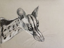 #57 Owston's Palm Civet