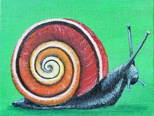 #10 Cuban Painted Snail