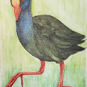 #262 Samoan Moorhen or Puna'e