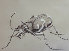 #7 Columbia River Tiger Beetle
