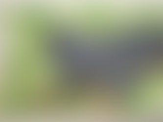 #125 Anhui Knobby Newt