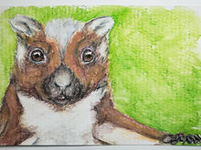 #116 Namdapha Flying Squirrel