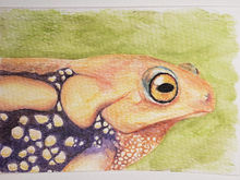 #122 Resplendent Shrub Frog