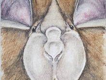 #324 Hill's Horseshoe Bat