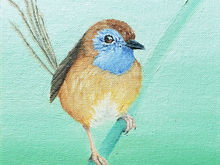 #40 Mallee Emu-Wren