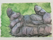 #99 Eastern Mountain Gorilla