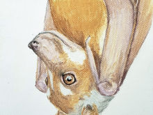 #14 Mindoro Stripe-faced Fruit Bat