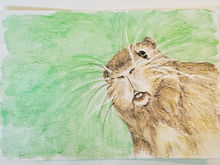 #100 Santa Catarina's Guinea Pig