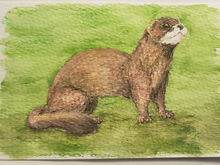 #91 European Mink