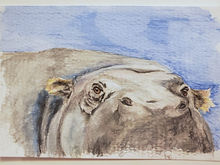 #39 Madagascan Pygmy Hippo