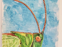 #51 Sardinian Green Bush Cricket