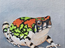 #26 Malagasy Rainbow Frog