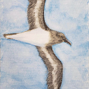 #261 Beck's Petrel
