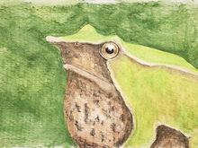 #318 Northern Darwin's Frog