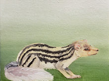 #51 Grandidier's Mongoose