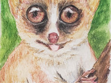 #13 Gerp's Mouse Lemur