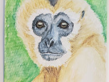 #77 Southern White-cheeked Gibbon