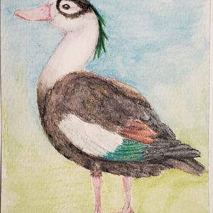 #254 Crested Shelduck