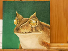 #4 Horned Marsupial Frog