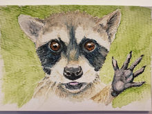 #36 Pygmy or Cozumel Raccoon