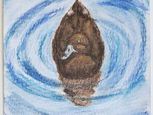 #101 Madagascan Pochard