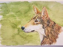 #42 Red Wolf