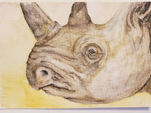 #57 Black Rhinoceros