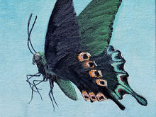 #11 Luzon Peacock Swallowtail