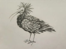 #43 Northern Bald Ibis