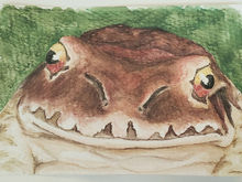 #97 Mountain Chicken