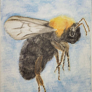 #269 Franklin's Bumblebee