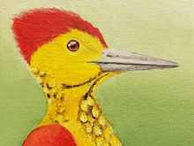 #45 Yellow-faced Flameback
