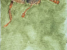 #347 Ironclad Beetle