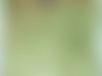 #347 Ironclad Beetle