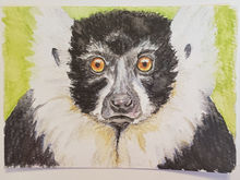 #14 Black and White Ruffed Lemur