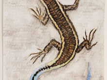 #62 Christmas Island Blue-tailed Shining-skink