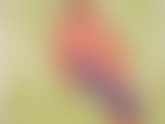 #309 Juan Fernandez Firecrown