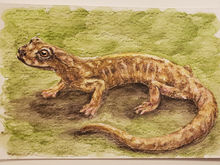 #52 Green-flecked Salamander