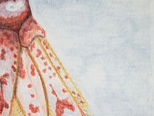 #330 Red Orchid Bee Shrimp