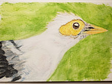 #136 Black-winged Starling