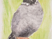 #352 Himalayan Quail