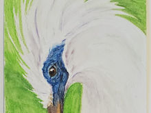 #74 Bali Myna