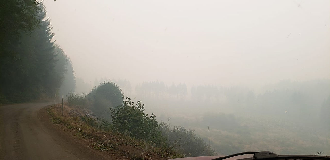 Logging road going to parents