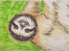 #46 Pygmy Three-toed Sloth