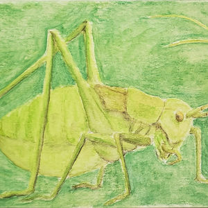 #257 Donetsk Plump Bush-cricket