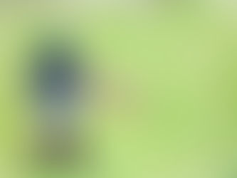 #310 Sapphire-bellied Hummingbird