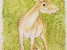 #98 Saiga
