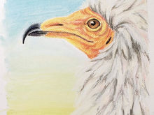 #5 Egyptian Vulture